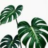 Diaïwaïe Giveaway