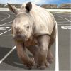 Crazy Wild Animal Racing Game Giveaway