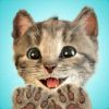 Little Kitten Favorite Pet Cat Giveaway