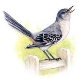 Birdy Relax Giveaway