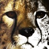 PaintingFoto Giveaway