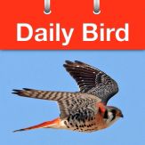 Daily Bird Giveaway