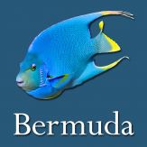 Bermuda Reef Life HD Giveaway