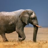 African Mammals Giveaway