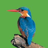 AudioZoo: Bird Songs Giveaway