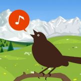 Chirp! Bird Song of Britain and Europe + Giveaway