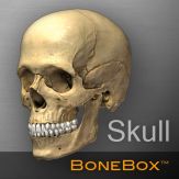 BoneBox™ - Skull Viewer Giveaway