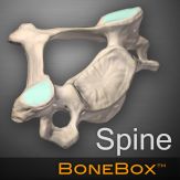 BoneBox™ - Spine Viewer Giveaway