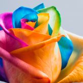 Amazing Flower Wallpapers & Backgrounds Giveaway