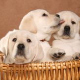 Baby Animals - Pups, Cubs and Joeys Giveaway