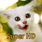 Kittens Retina Super HD 2048 for new iPad Giveaway