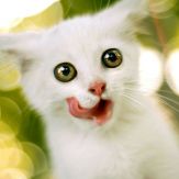 Cute Cat Wallpapers - Pretty Kittens Backgrounds & Pictures Giveaway