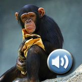 Toddler Tapping Zoo: Animal Sights and Sounds Giveaway