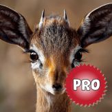 Deer Hunting Calls: Sound Pro Giveaway