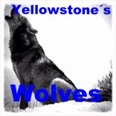 Yellowstone Wolves And Packs Giveaway