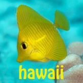 Snorkel Fish Hawaii for iPhone Giveaway