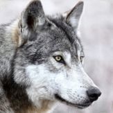 Wild Wolf Animals Simulator 3d Giveaway
