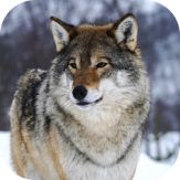 Wild Wolf Simulator Games 3d Giveaway