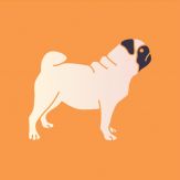 SMS Filter for Doge Giveaway