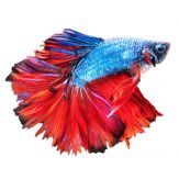 Betta Fish - Virtual Aquarium Giveaway