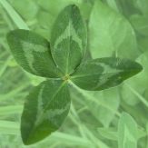 CLOVARFIELD Giveaway