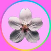 CherryBlossomKeyboard Giveaway