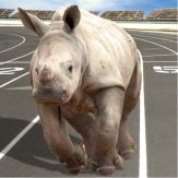 Crazy Wild Animal Racing Game Giveaway