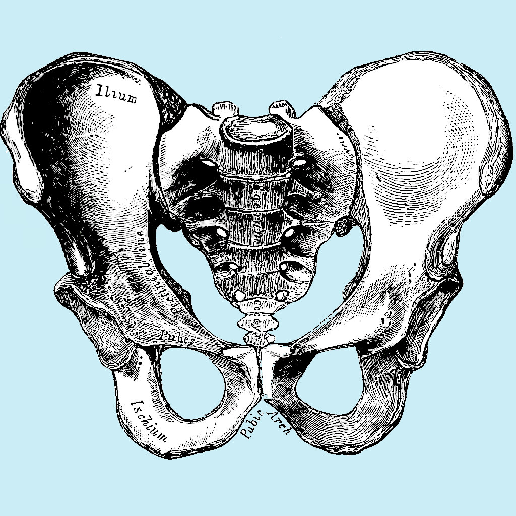 Giveaway journalier de iOS - iSurgical provides a set of about 240 anatomic...